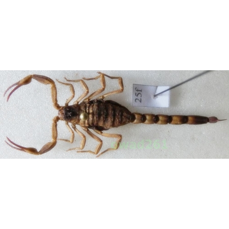 Mesobuthus martensii (Karsch, 1879) +55mm Indonesia, Java Is25f
